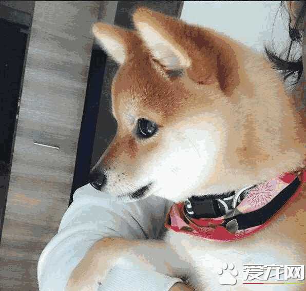 柴犬幼犬可以吃鸡蛋黄吗(柴犬幼犬可以吃蛋黄吗)