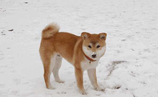 如何预防柴犬患皮肤病(柴犬皮肤病怎么办)