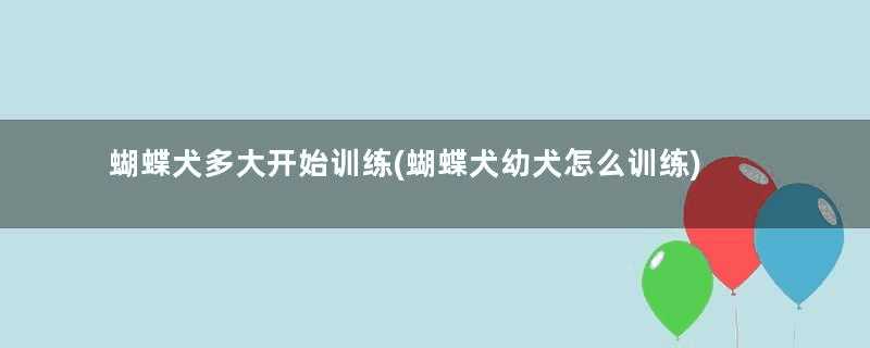 蝴蝶犬多大开始训练(蝴蝶犬幼犬怎么训练)