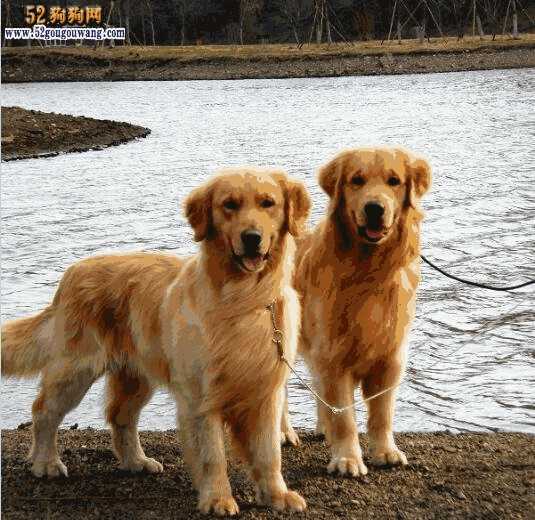 金毛犬多大算是成年犬(金毛多大算是成犬)