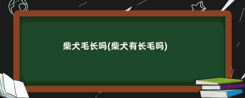 柴犬毛长吗(柴犬有长毛吗)