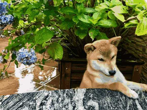 柴犬摔饭盆(柴犬在地上蹭)