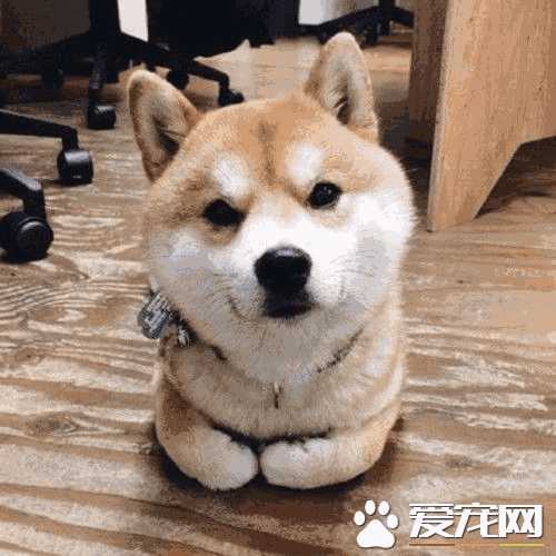 怎样训练柴犬不咬人(怎么训练柴犬不咬手)