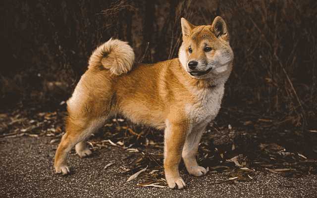 两个月的柴犬耳朵是下垂还是立着的(柴犬幼犬耳朵是垂下来的吗)