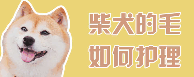 柴犬的毛怎么护理(柴犬毛发怎么打理)