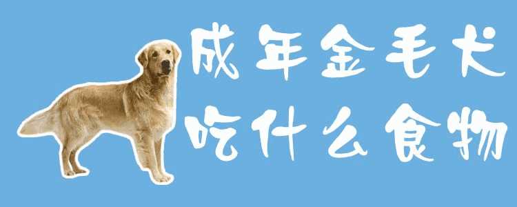 成年金毛犬吃什么食物最好(成年金毛能吃什么食物)