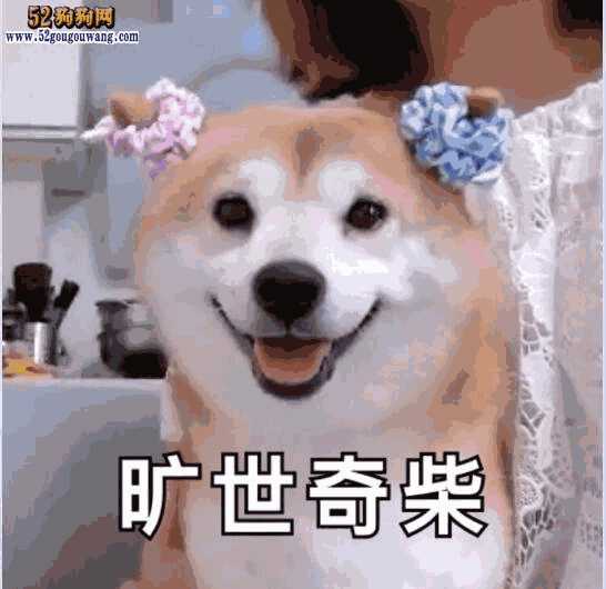 养柴犬是一种什么体验(养柴犬经验)