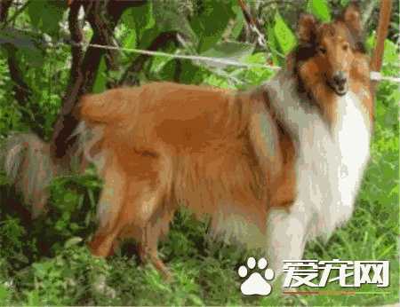 苏格兰牧羊犬多少钱一只纯种(苏格兰牧羊犬出售)