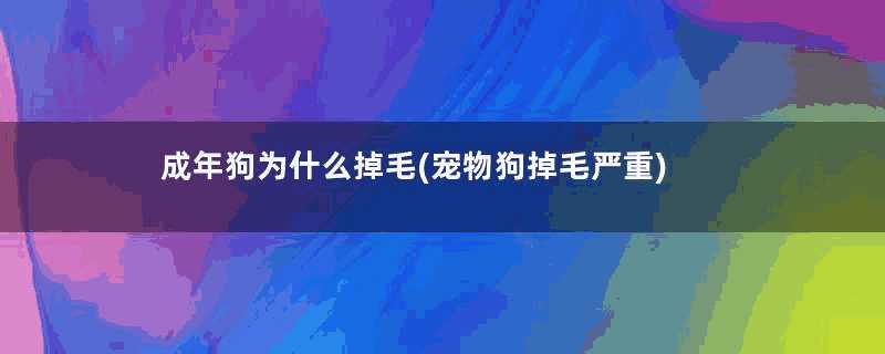 成年狗为什么掉毛(宠物狗掉毛严重)