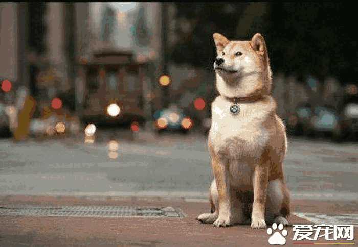 柴犬特别不听话怎么办(柴犬怎么才能听话)