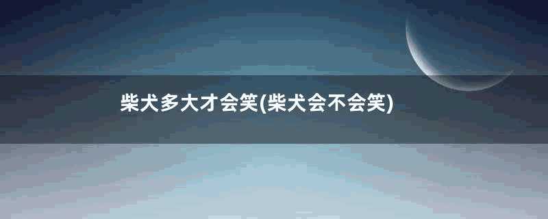 柴犬多大才会笑(柴犬会不会笑)