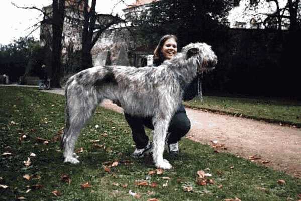 超大型犬类有哪些品种(超大型犬品种)