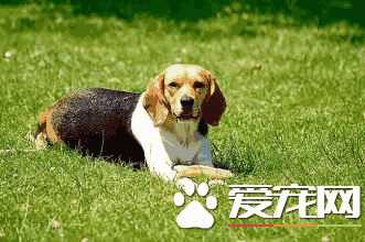 如何训练比格犬(比格犬怎么训练,训练比格犬的注意事项)