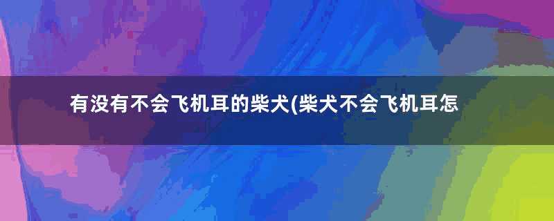 有没有不会飞机耳的柴犬(柴犬不会飞机耳怎么回事)