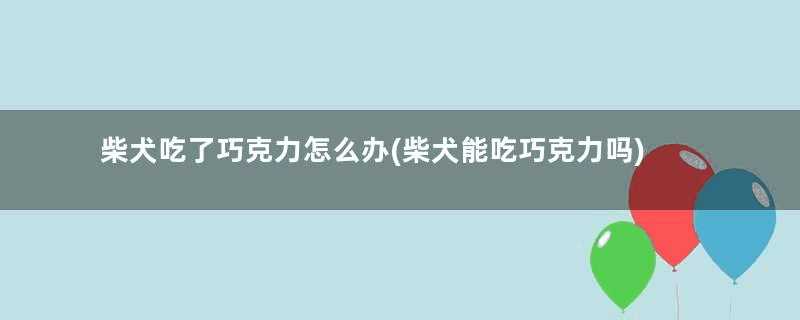 柴犬吃了巧克力怎么办(柴犬能吃巧克力吗)