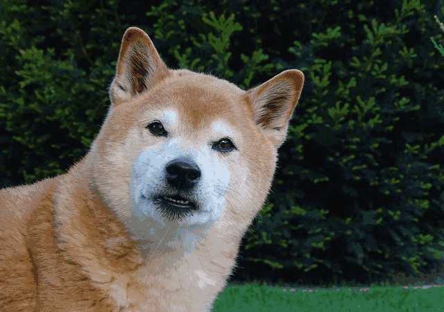 柴犬和秋田犬有什么区别(柴犬和秋田犬一样么)