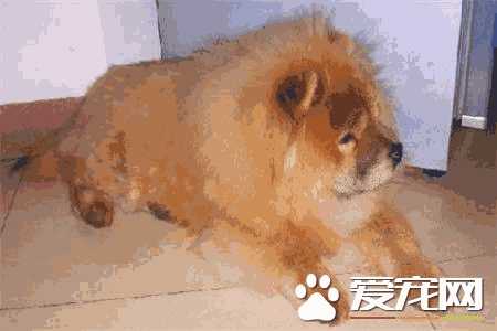 成年松狮犬多少钱一只(松狮犬的价格是多少)