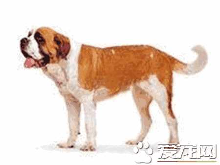 圣伯纳犬成年犬价格(圣伯纳犬值多少钱)