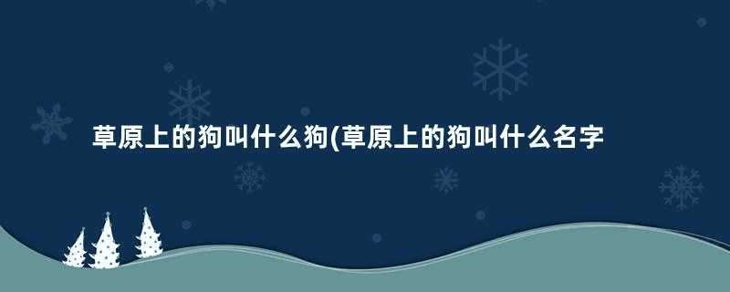 草原上的狗叫什么狗(草原上的狗叫什么名字)