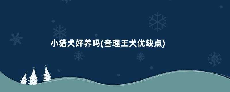 小猎犬好养吗(查理王犬优缺点)