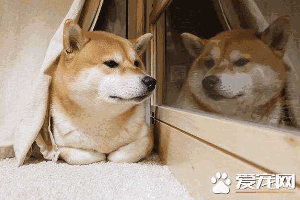 不养柴犬的十个理由(柴犬不好养的理由)