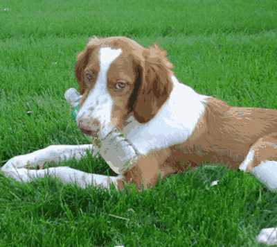 布列塔尼犬优缺点(布列塔尼犬的性格)