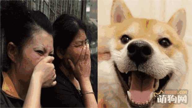 柴犬特别臭怎么办(柴犬体味重吗,柴犬体臭怎么办)