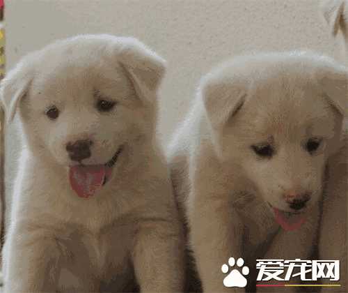 柴犬和中华田园犬有什么不同(柴犬跟中华田园犬是不是一个种类)