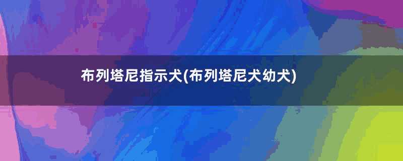 布列塔尼指示犬(布列塔尼犬幼犬)