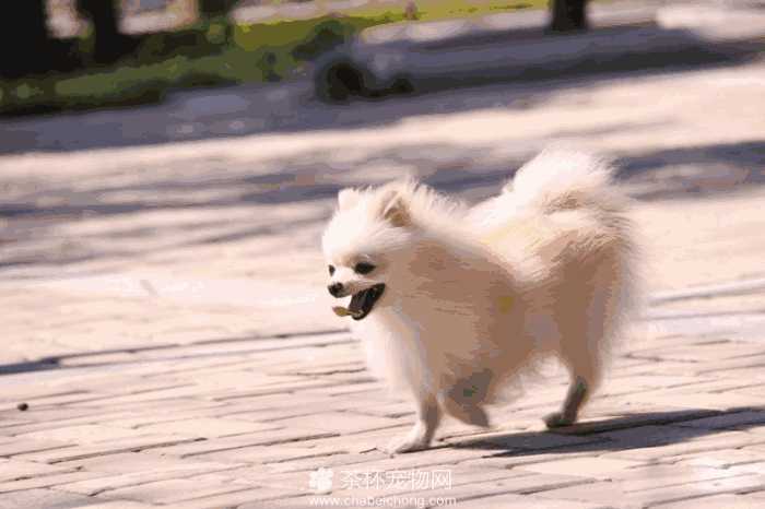 茶杯博美犬价格多少钱一只(博美茶杯犬的价格)