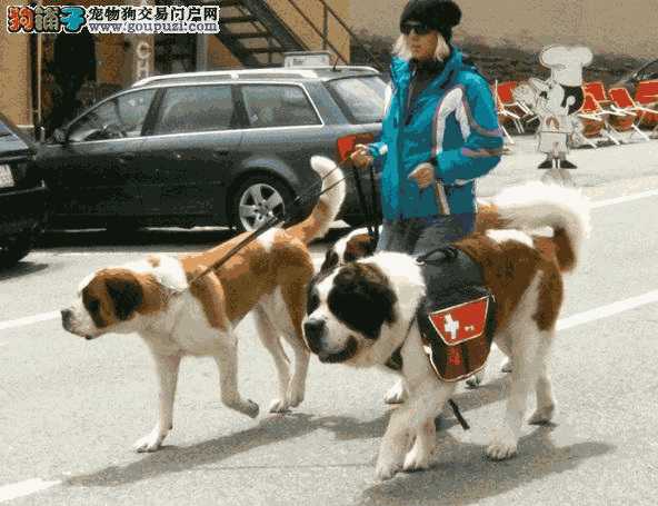 圣伯纳高山救援犬(雪山搜救犬圣伯纳)