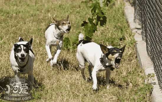 捕鼠犬梗犬适合家养吗(梗犬吃什么类型的狗粮)