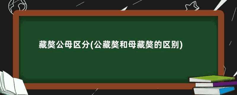 藏獒公母区分(公藏獒和母藏獒的区别)