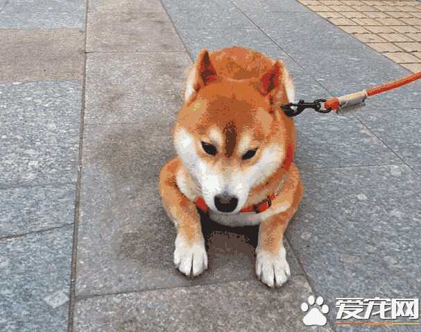 柴犬会摇尾巴么(为什么我家的柴犬不会摇尾巴)