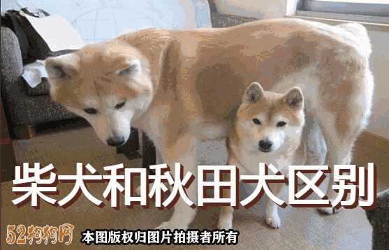 柴犬和秋田犬的区别在哪里(柴犬与秋田犬的区别在哪里)