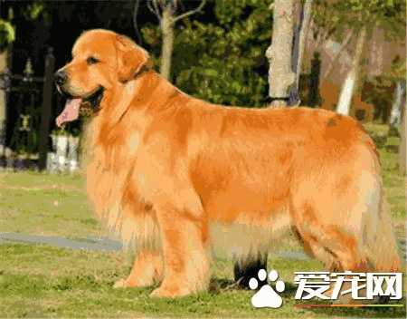 金毛寻回犬多少钱(金毛寻回猎犬多少钱一只)