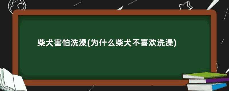 柴犬害怕洗澡(为什么柴犬不喜欢洗澡)