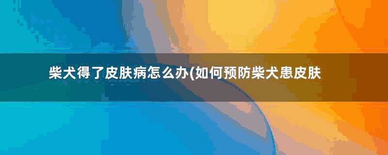 柴犬得了皮肤病怎么办(如何预防柴犬患皮肤病)