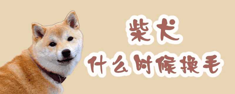 柴犬什么时候换毛期(柴犬什么时候换毛结束)