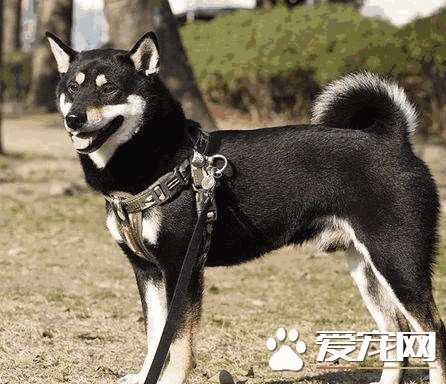 柴犬怀孕肚子不大(柴犬怀孕多久奶奶变大)