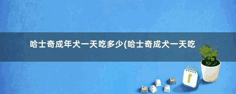 哈士奇成年犬一天吃多少(哈士奇成犬一天吃多少)