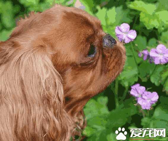 查理王小猎犬寿命多少(查理王小猎犬平均寿命)