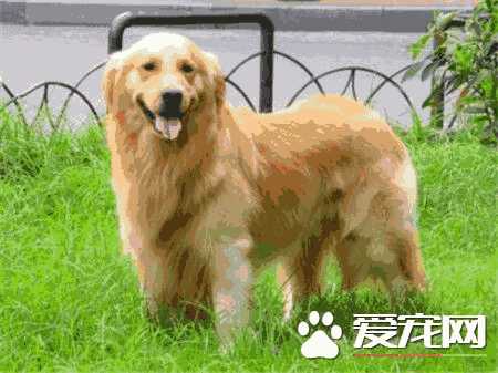 金毛寻回犬多少钱(金毛寻回猎犬多少钱一只)