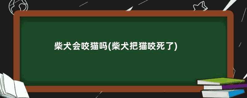 柴犬会咬猫吗(柴犬把猫咬死了)