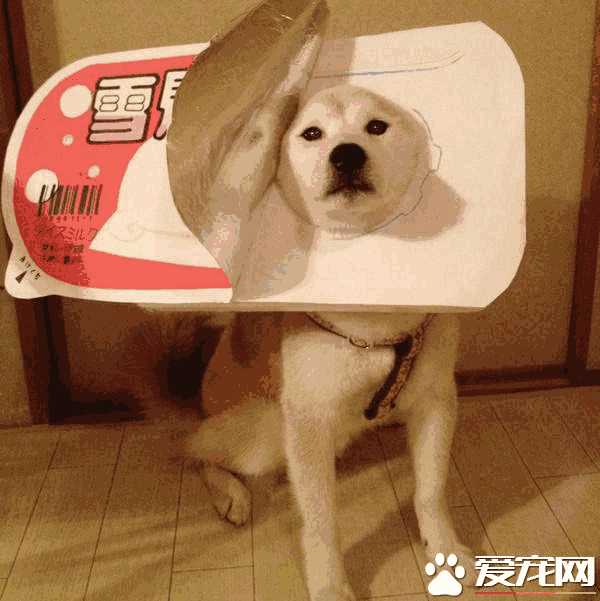 给柴犬起什么名字比较好(柴犬如何起名字)