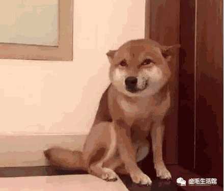 柴犬围着主人打转(柴犬凶主人)