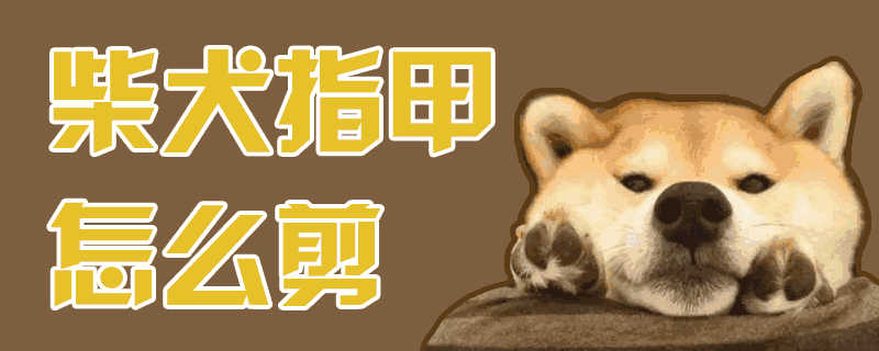 柴犬的指甲怎么剪(怎么给柴犬剪指甲)