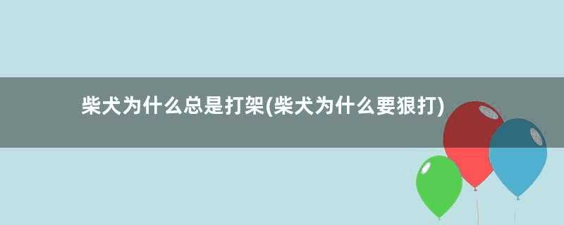 柴犬为什么总是打架(柴犬为什么要狠打)