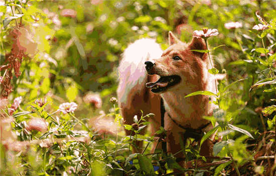 昌吉市禁养犬种(昌吉州禁养犬名录)