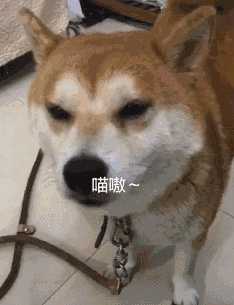 柴犬喂小鱼(柴犬对主人叫)